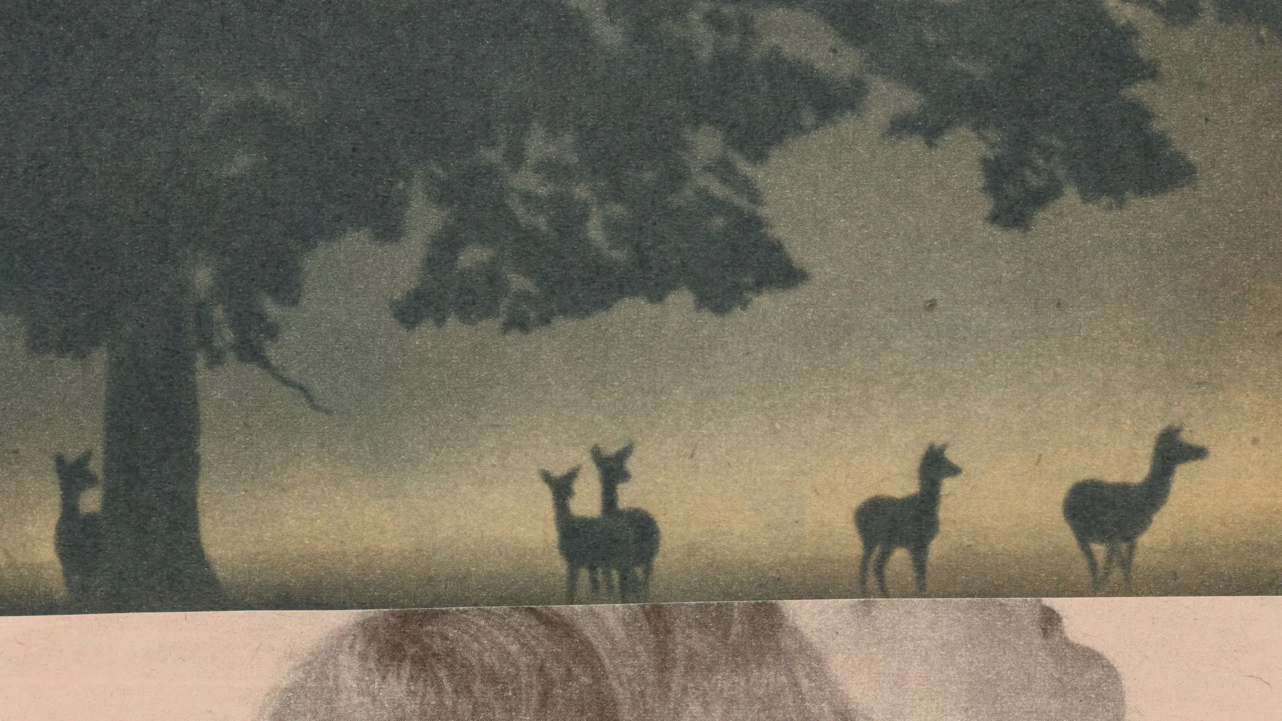 Photograph collage of deer's in a woodland and side profile of a woman's head